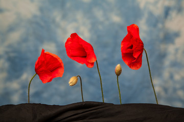Three poppy flowers and buds