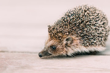Funny Lovely Hedgehog Standing On Wooden Floor