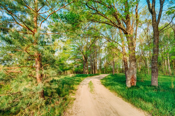 Beautiful Summer Green Forest. Countryside Road, Path, Way, Lane