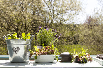 Lavender and Lettuce. Grown on top of a narrow boat that sails the canal ways of England, three posts of lettuce flourish beside a pot of lavender with a rural backdrop.