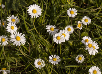 Daisies. Very small daisies used to make daisy chains, sit at grass level with bright sunny colours and heralding summer.