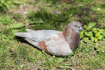 brown pigeon lying on the grass