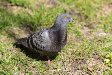 gray pigeon closeup