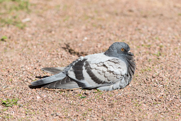 gray pigeon closeup