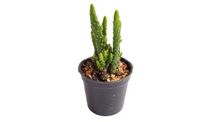 cactus plant in pot isolate white background
