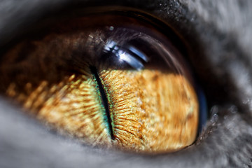 Yellow cat's eye