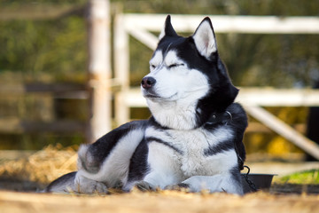 Watch Siberian Husky on a chain