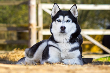 Watch Siberian Husky on a chain