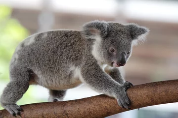 Photo sur Plexiglas Koala Koala (Phascolarctos cinereus)