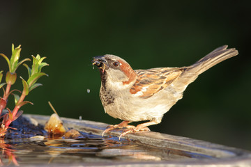 Haussperling (Passer domesticus)