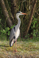 Graureiher (Ardea cinerea)
