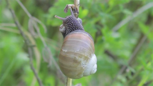 Helix pomatia/garden snail on a branch in nature