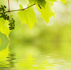 Fototapeta na wymiar Sunny young green vine spring leaves, natural eco background with water reflection