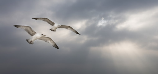 Möwen im Himmel