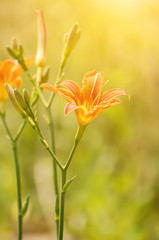 Orange lilly flowers growing in nature, floral holiday sunny background