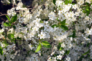 Deep apple tree branches with many white flowers blossom in spring on sunny day closeup
