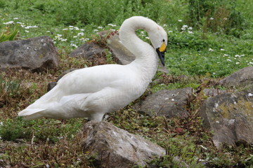 Mute swan at the waters edge