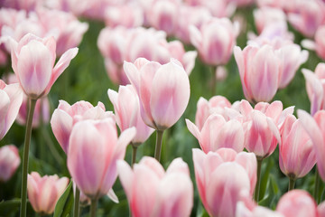 Naklejka premium Pink tulips