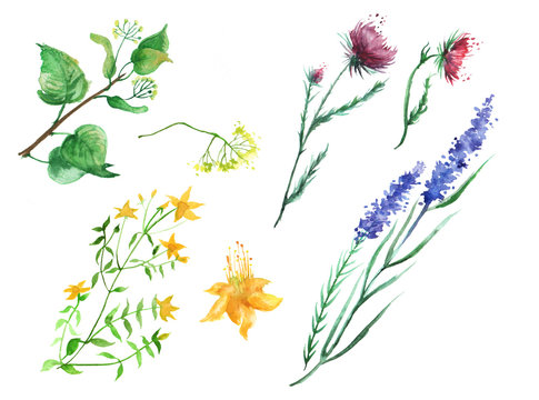 A set of watercolors, herbs, flowers - thistles, lime, St. John's wort, lavender. On an isolated white background