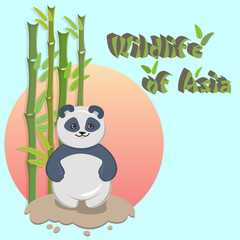 Vector illustration of a panda. Wildlife Asia.
