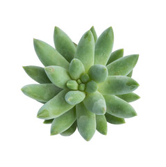Fototapeta premium Miniature succulent plants