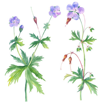 watercolor illustration with geranium isolated