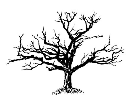drawing a big old sprawling dry tree graphic ink isolate sketch vector illustration