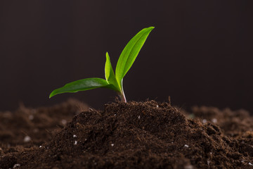 Sprout in ground