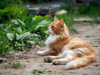 Naklejka na ściany i meble Cat on a footpath. Cat red, street, homeless. Green grass. Fuzzy cat fur is dirty