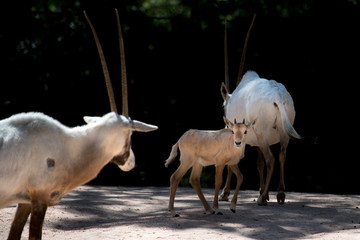 long horns african anthelope portrait