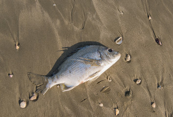 Dead fish on a seashore