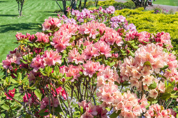 Цветущий куст рододендрона