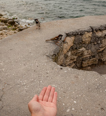 The boy feeds sparrows on the sea coast