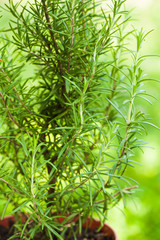 Rosemary bush close up
