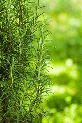 Rosemary bush close up