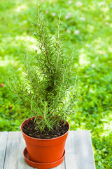 Rosemary bush close up