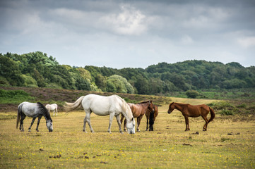 Horses in New Forest National Park