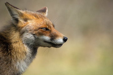 Fototapeta na wymiar Fox staring in the distance