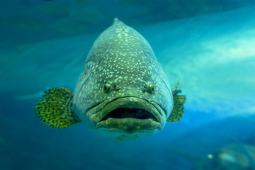 Giant grouper or Queensland grouper in tank.