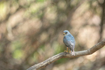 Chinese Sparrowhawk