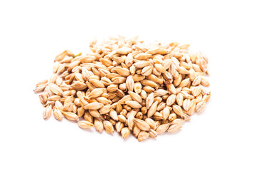 wheat grain isolated
