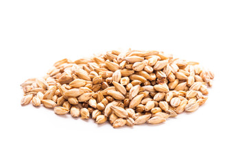 wheat grain isolated