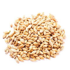 wheat grain isolated