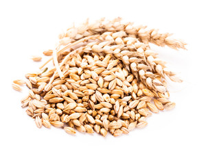 wheat grain isolated
