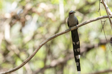 Green-billed Malkoha