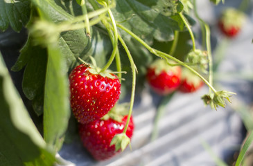 fresh strawberries from Thailand farm