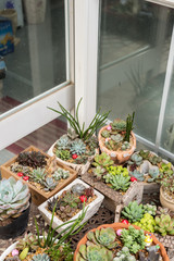  Miniature succulent plants