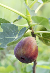 Figs on the branch of a fig tree