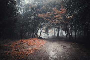 dark mysterious forest path