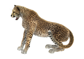 3D Rendering Big Cat Cheetah on White